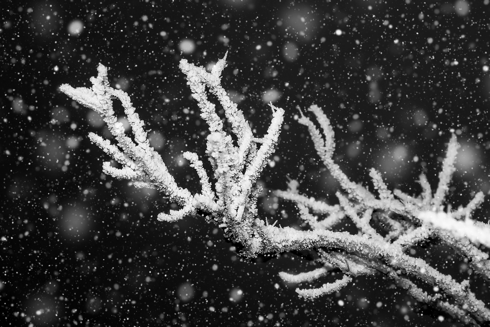描写冬天下雪的优美诗句_描写下冬雪的诗句_描写冬天下雪的诗句